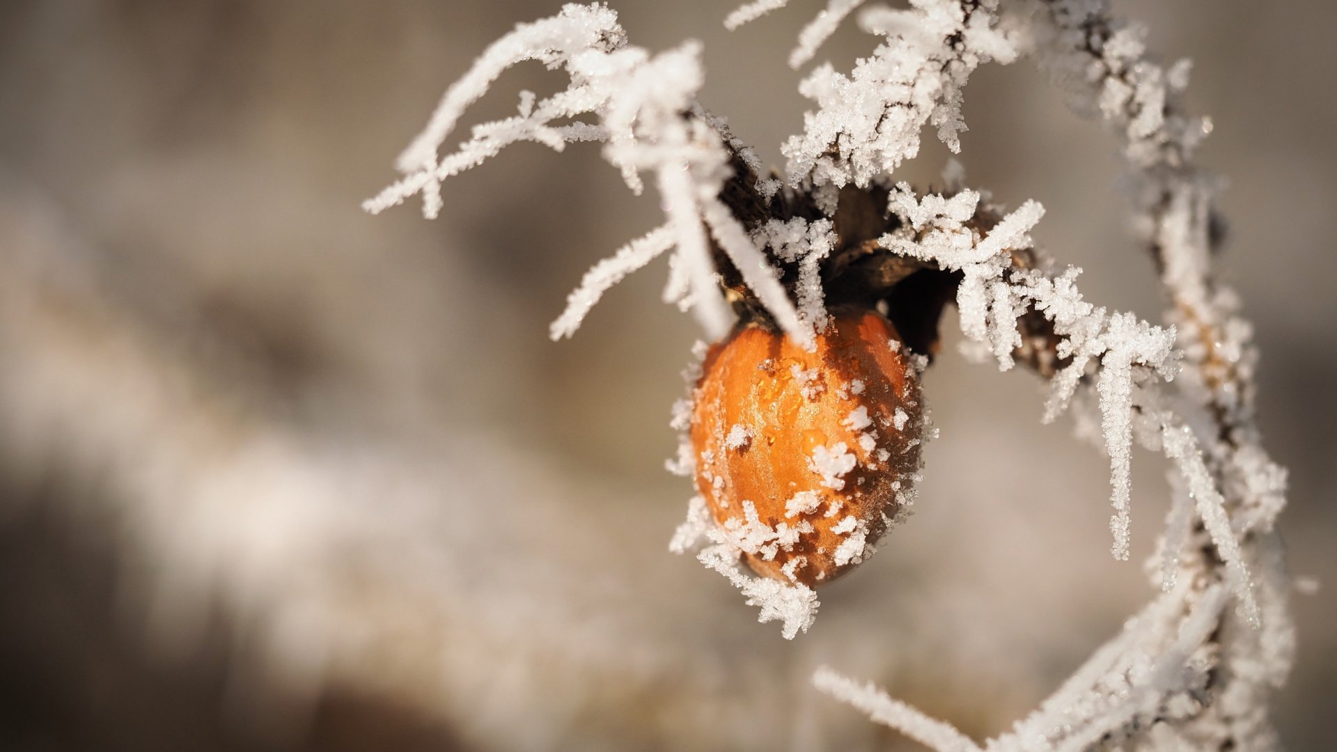 A téli mogyoró termesztése és gondozása