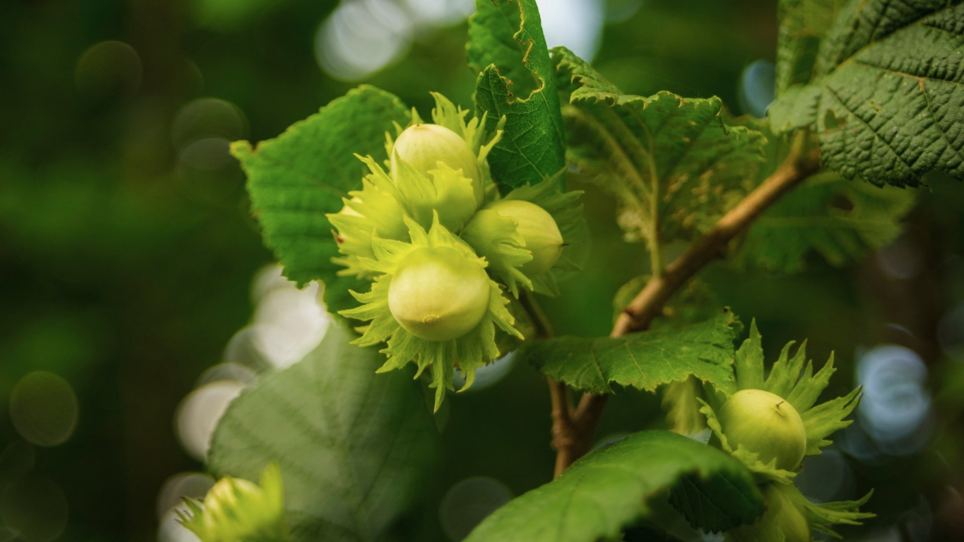 Hogyan termesszünk mogyorót? – A mogyorófa ültetése és gondozása