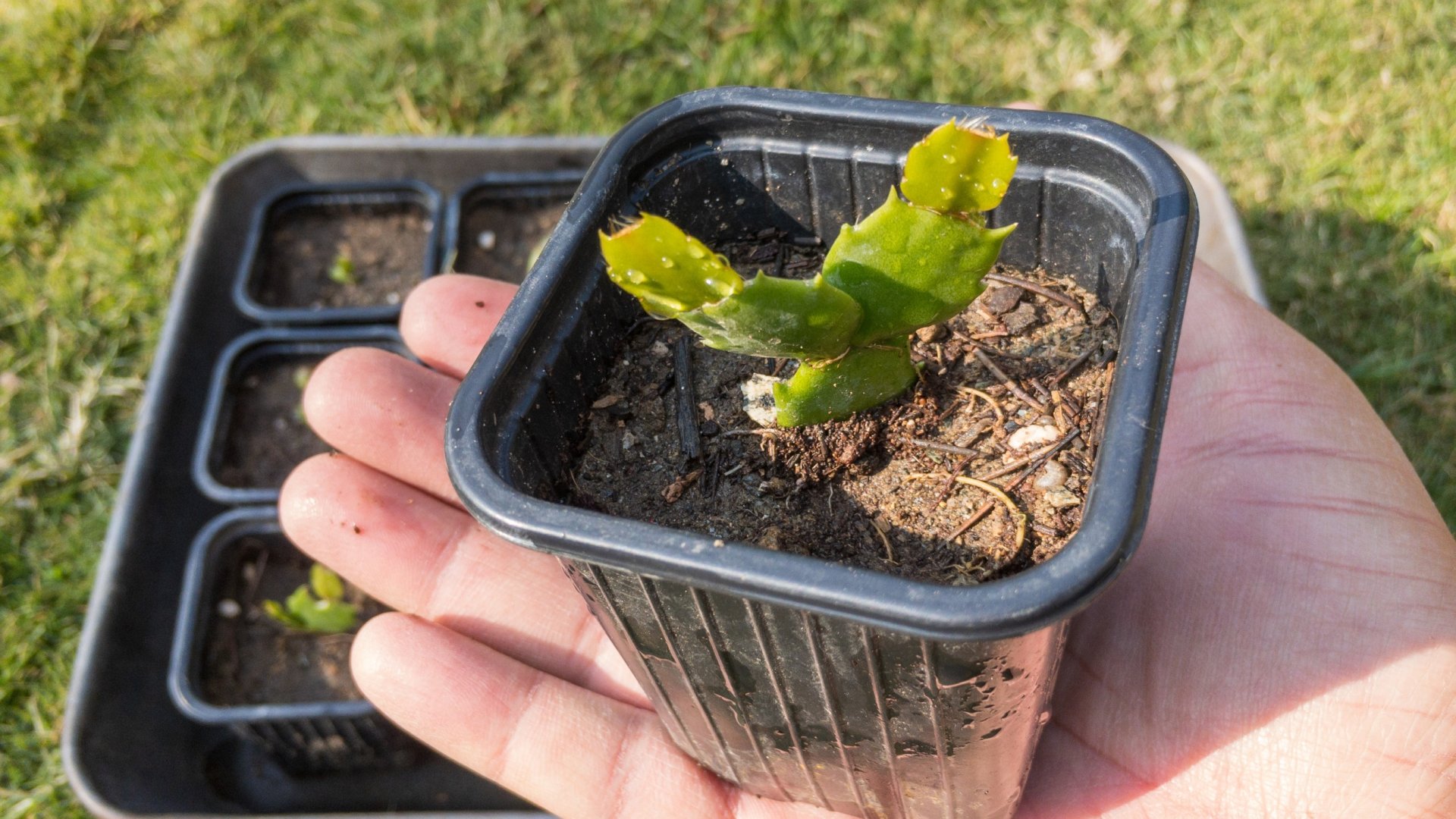 Hogyan ültessük át a karácsonyi kaktuszt – a maximális élettartam érdekében