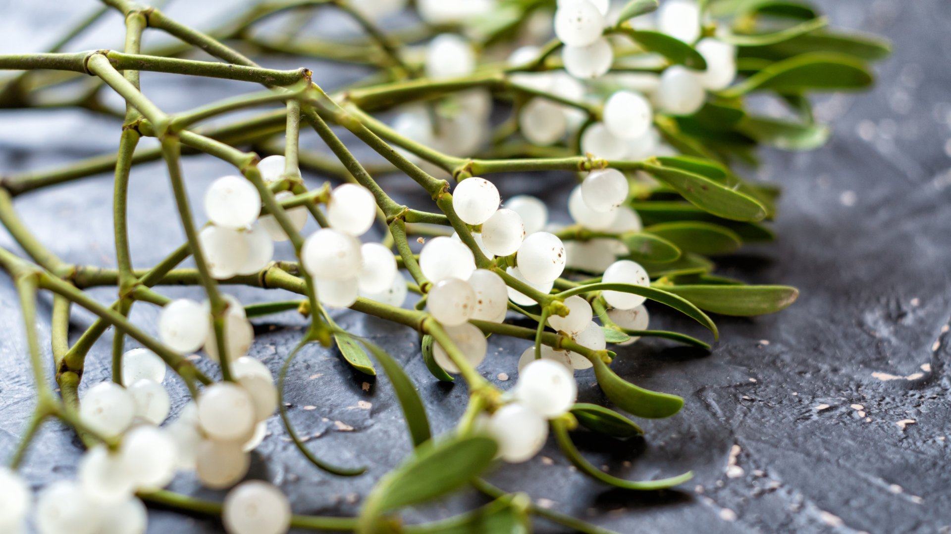 12 karácsonyi virág és növény – amelyeknek népszokásokhoz köthetőek