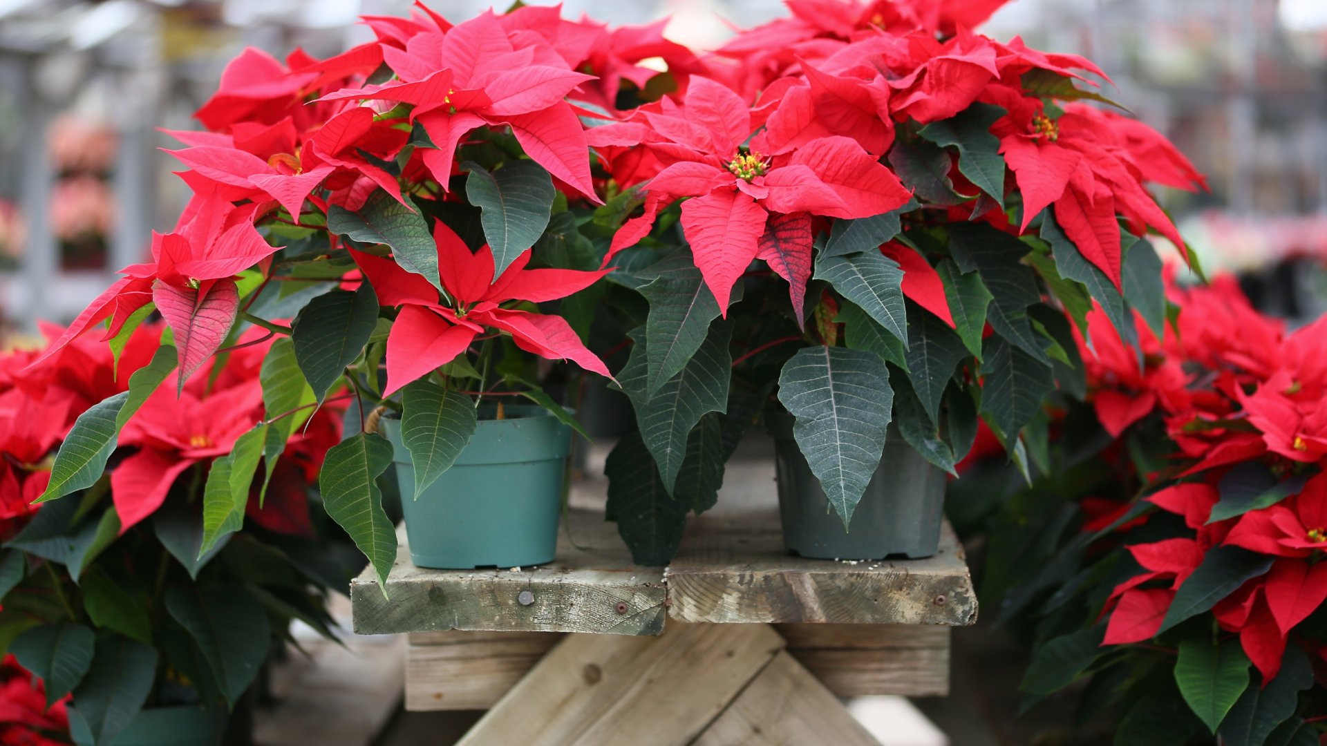 Népszerű Ünnepi szezon szobanövények - Kedvenc ünnepi szobanövényeink