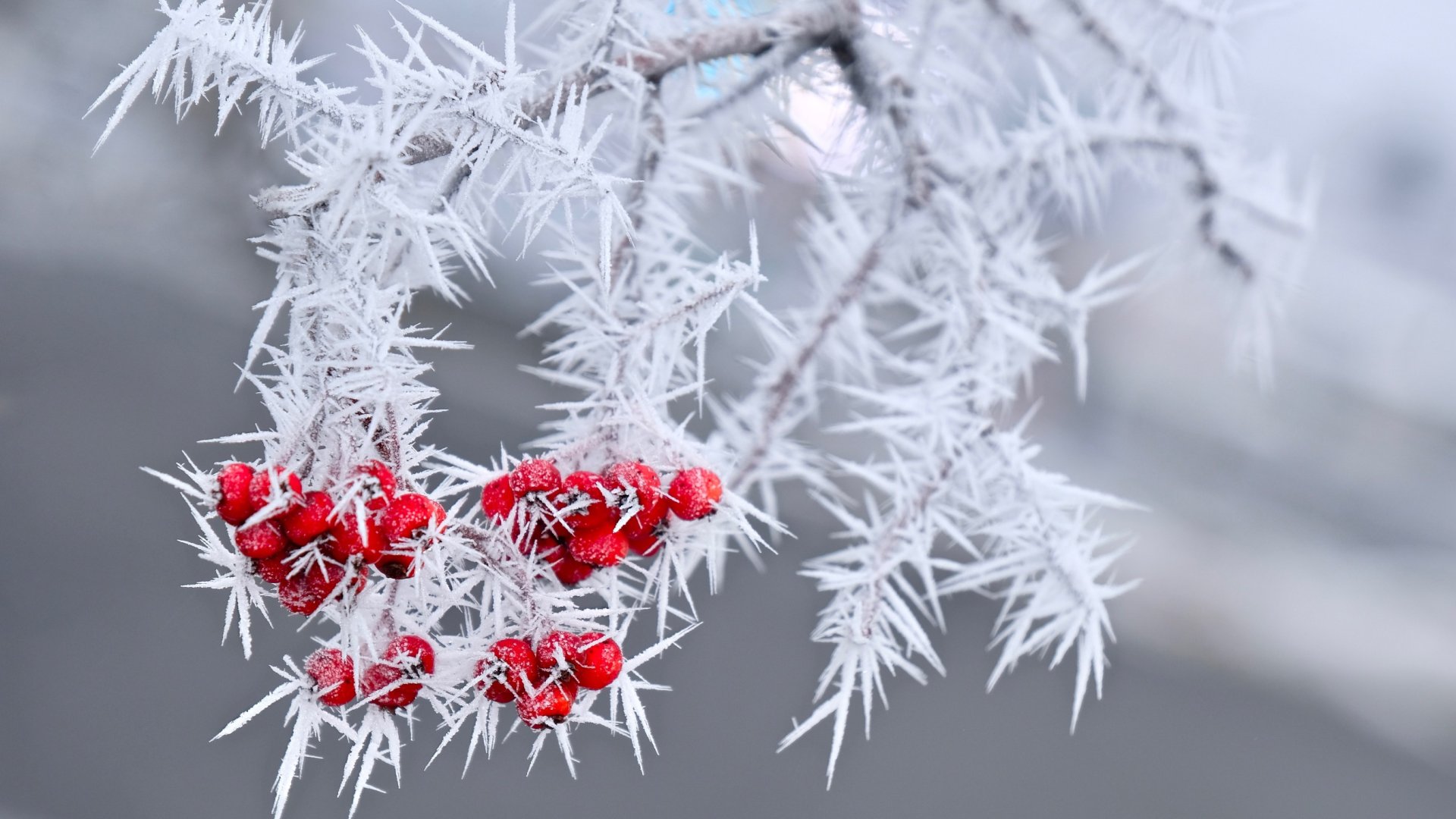 Gyönyörű cserjék és bokrok piros bogyókkal – Vigyél színt a téli kertedbe!