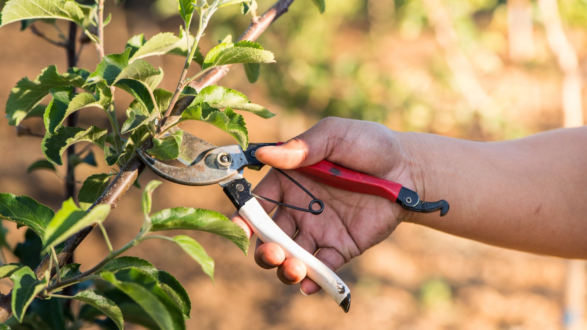 Mikor kell metszeni egy almafát – a jövő évi bőséges termésért Mikor kell metszeni egy almafát – a jövő évi bőséges termésért