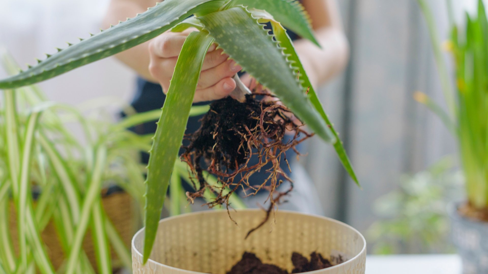 Milyen gyakran kell öntözni az aloe verát? – Így gondozzuk helyesen az aloe veránkat!