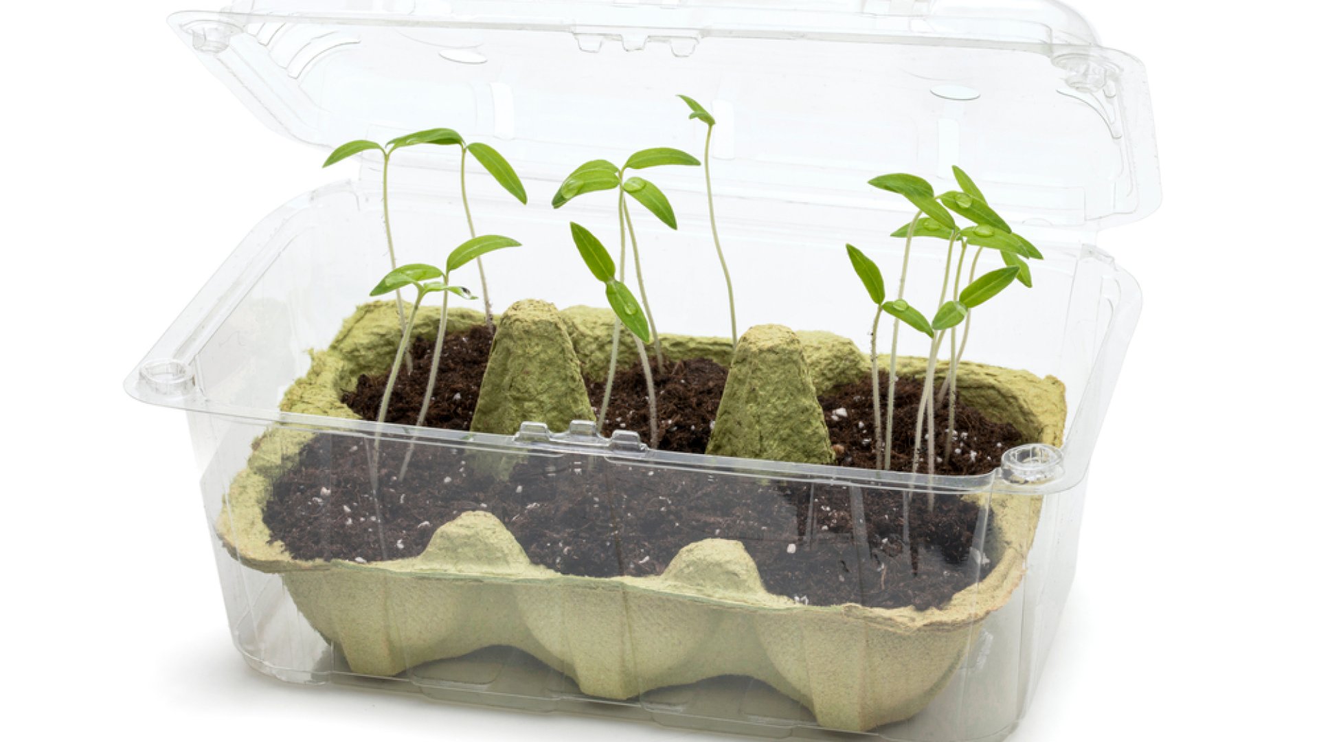 Így készíts mini beltéri üvegházat fillérekből, és nevelj növényeket télen!