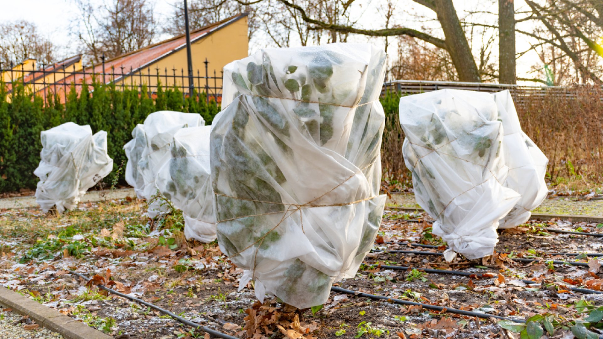 Hogyan készítsd fel a kertedet a fagyokra?