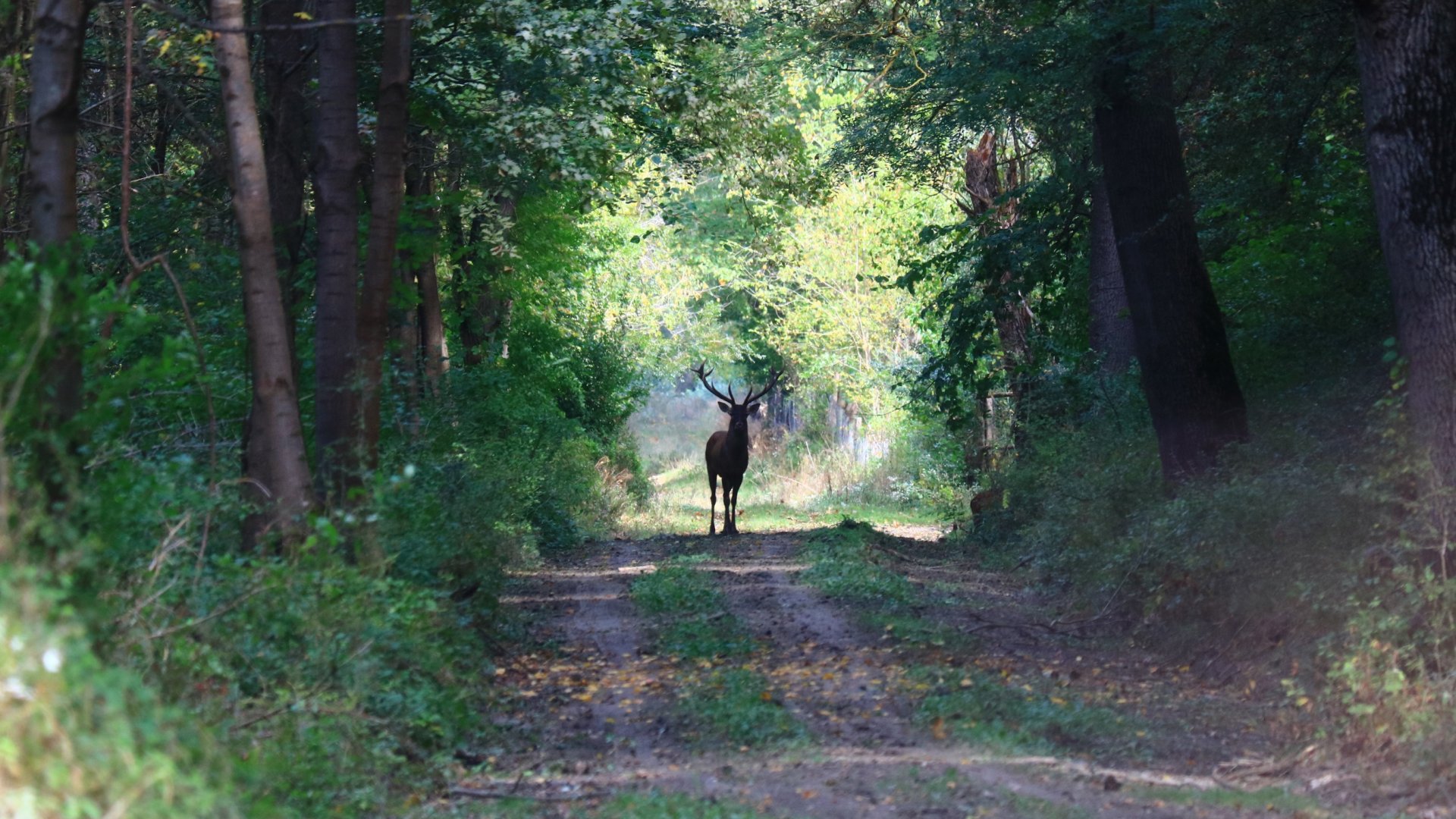 A gemenci erdő rejtett kincsei – Vízi és gyalogos túra is vár Gemencen