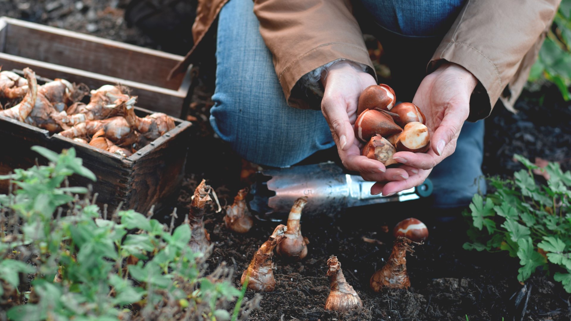 Az őszi ültetés előnyei vs. Tavaszi ültetés