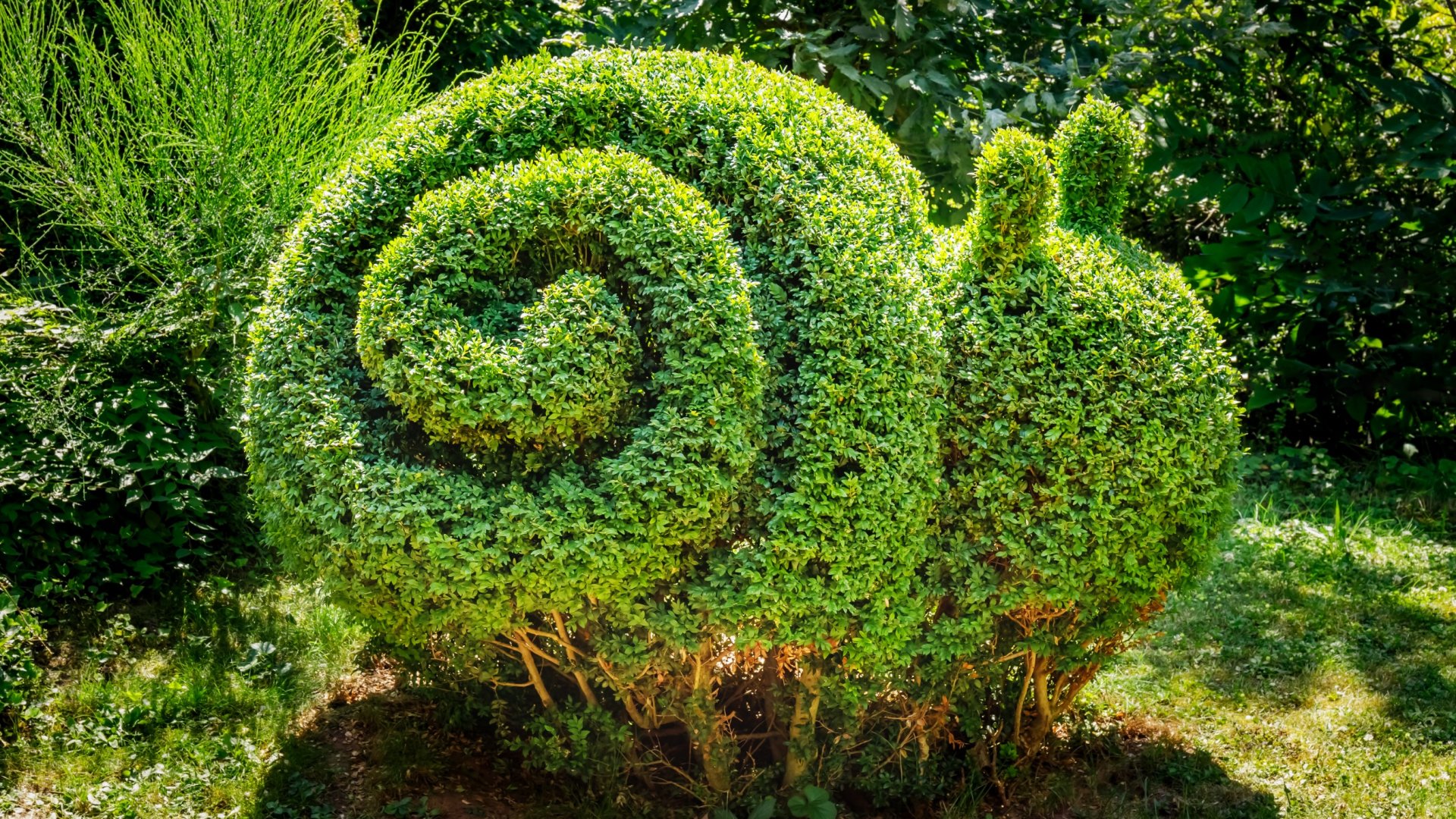 Az 5 legjobb formára metszhető cserje féle