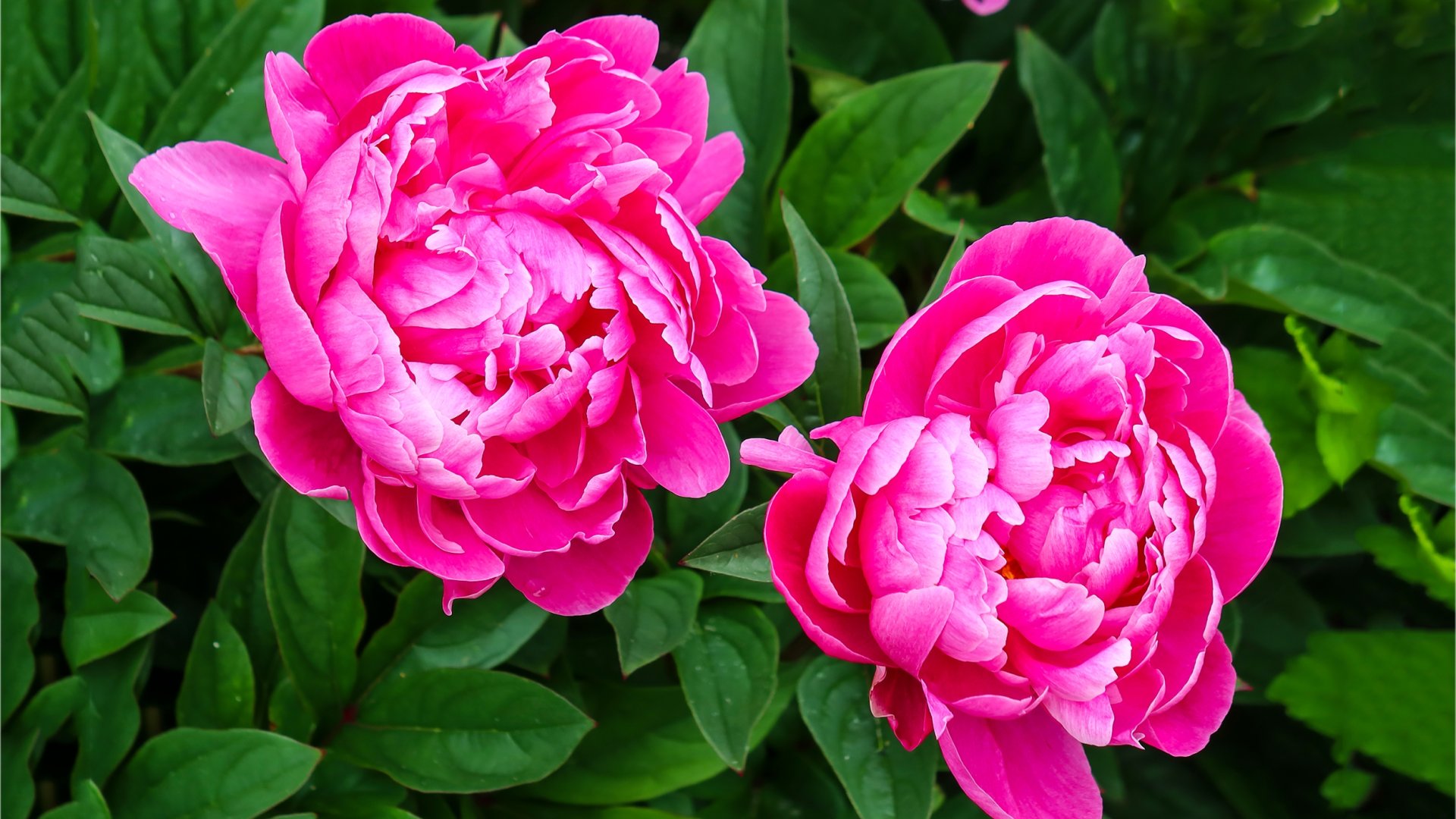 A kínai bazsarózsa termesztése és gondozása - Kerti bazsarózsa