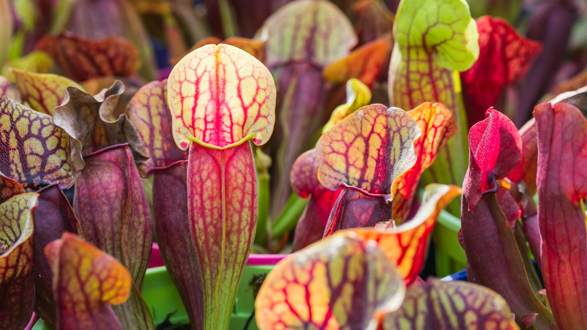 5 népszerű kancsó növény – Ha izgalmas növényeket szeretnél a kertedbe