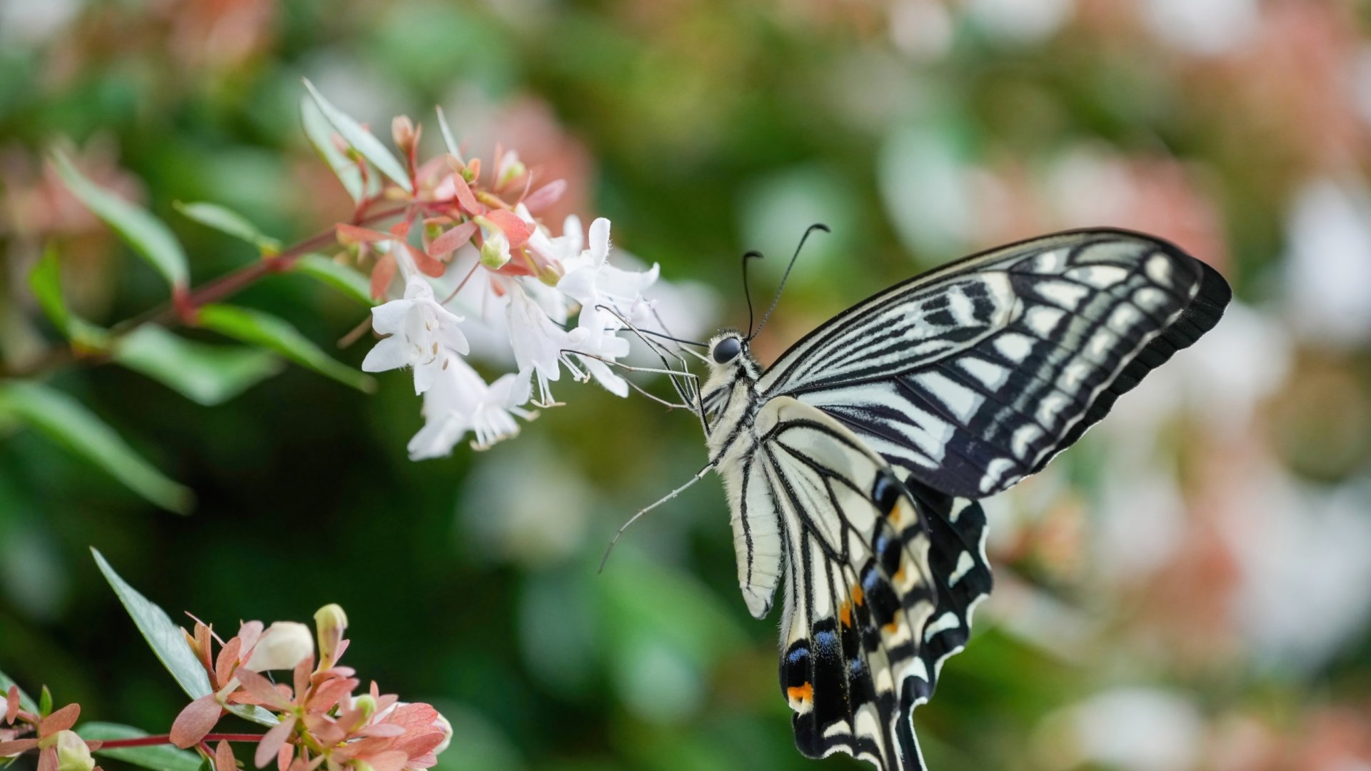 Hogyan termesztjük és gondozzuk Abeliát
