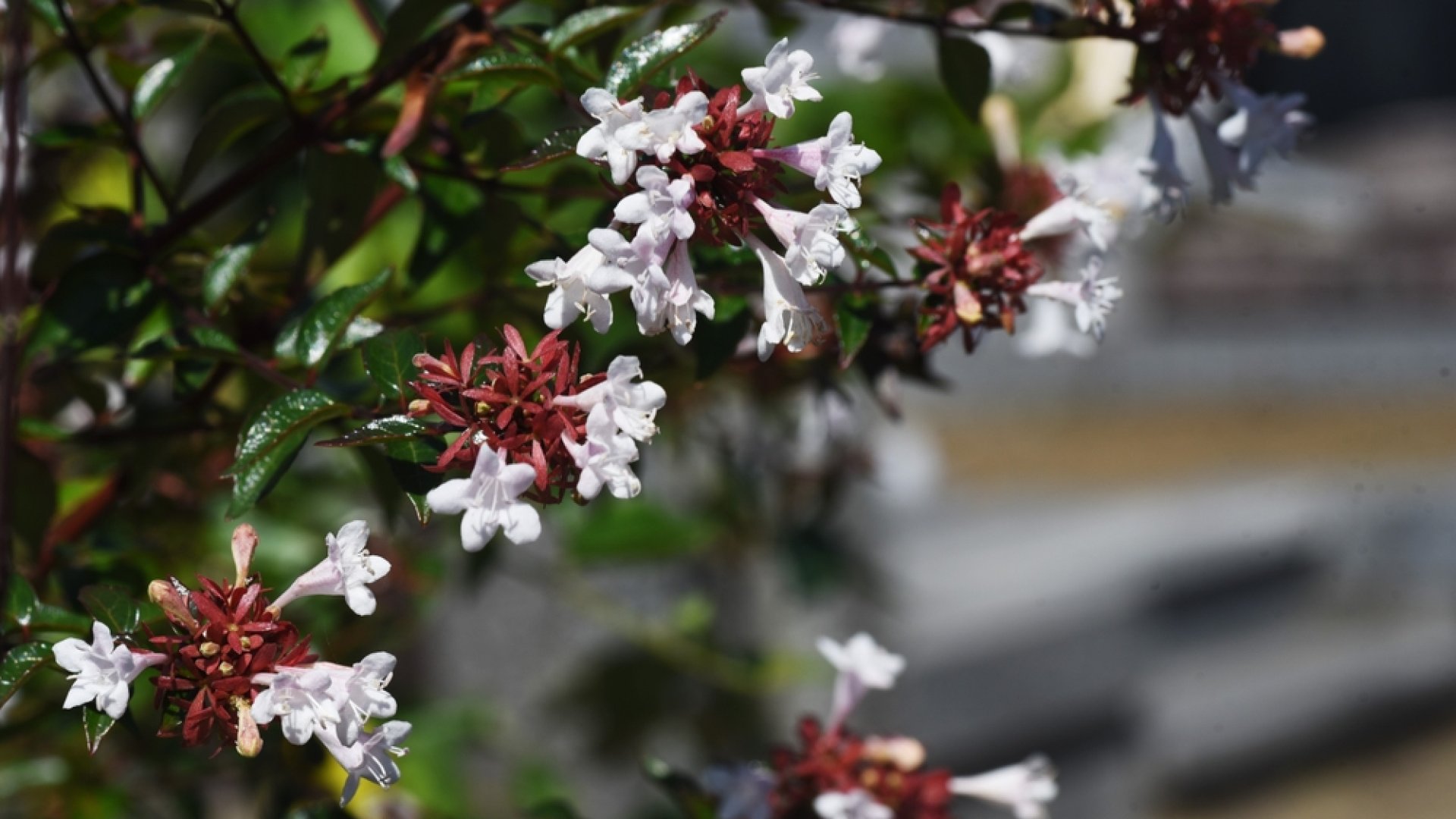 Minden, amit az abélia gondozásáról tudni érdemes