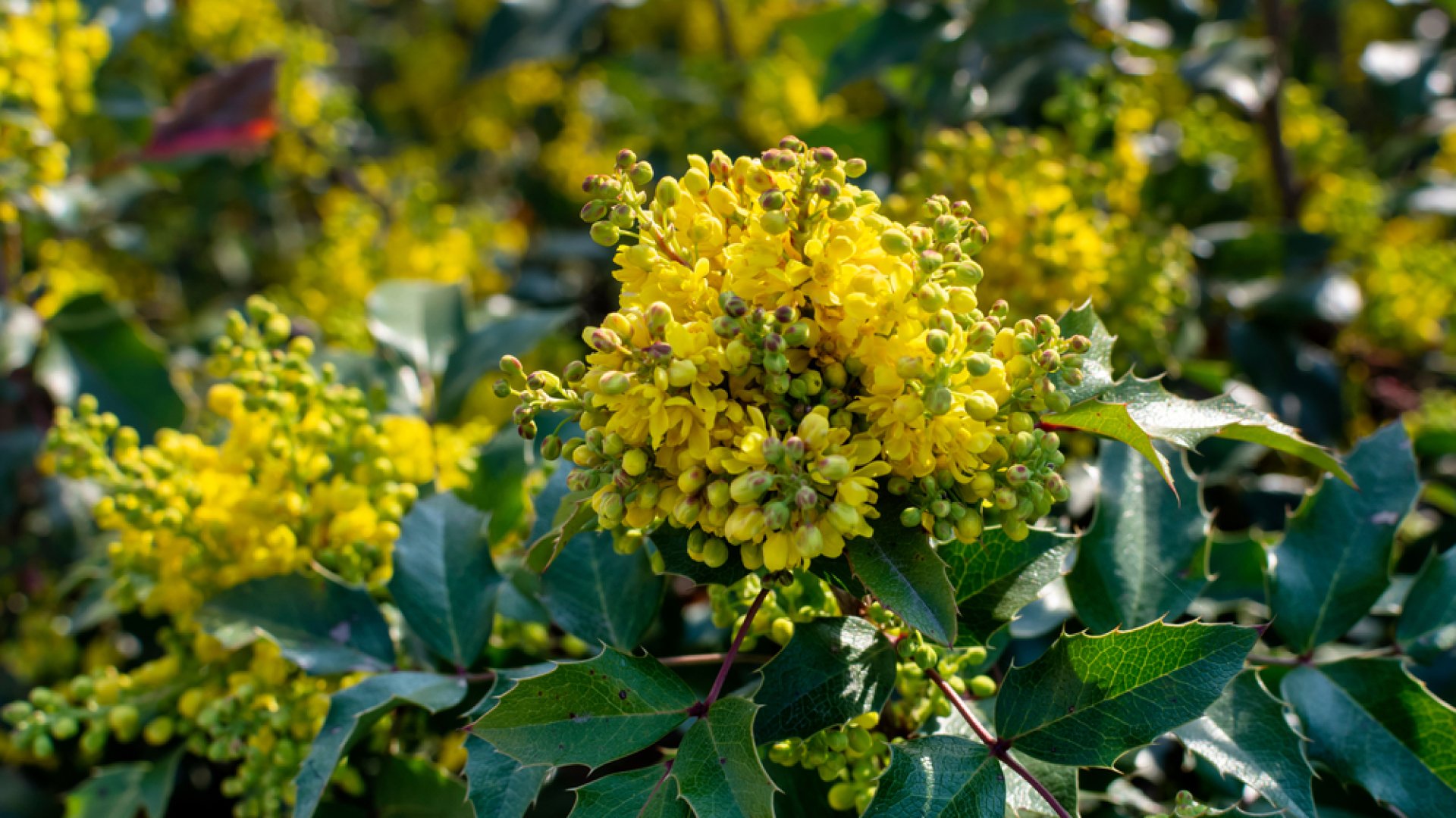 Hogyan neveljünk mahóniát?