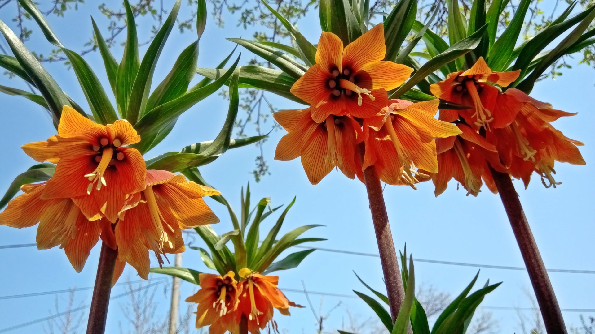 Királyi elegancia a kertedben: Így nevelj vakondűző császárkoronát Te is