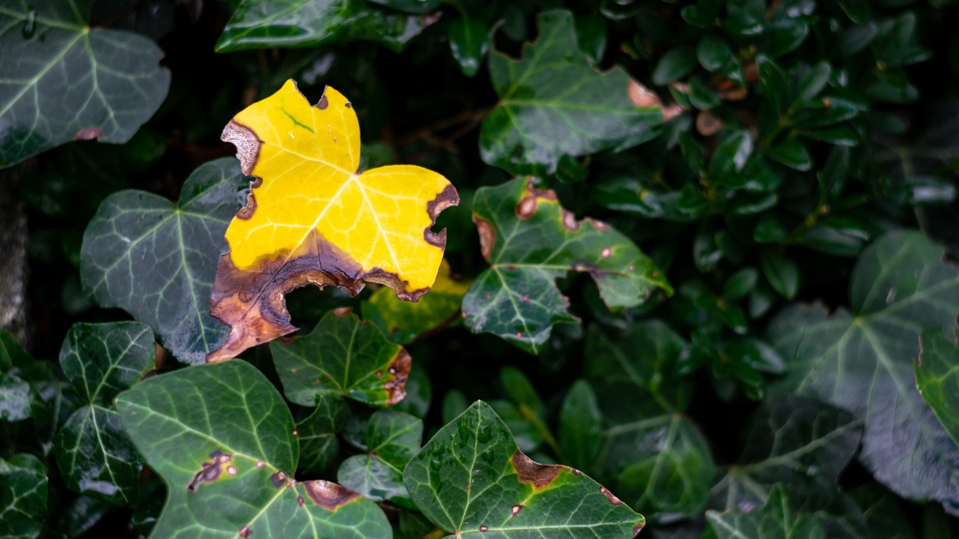 A borostyán sárgulása – Ezért sárgulnak be a borostyánok levelei
