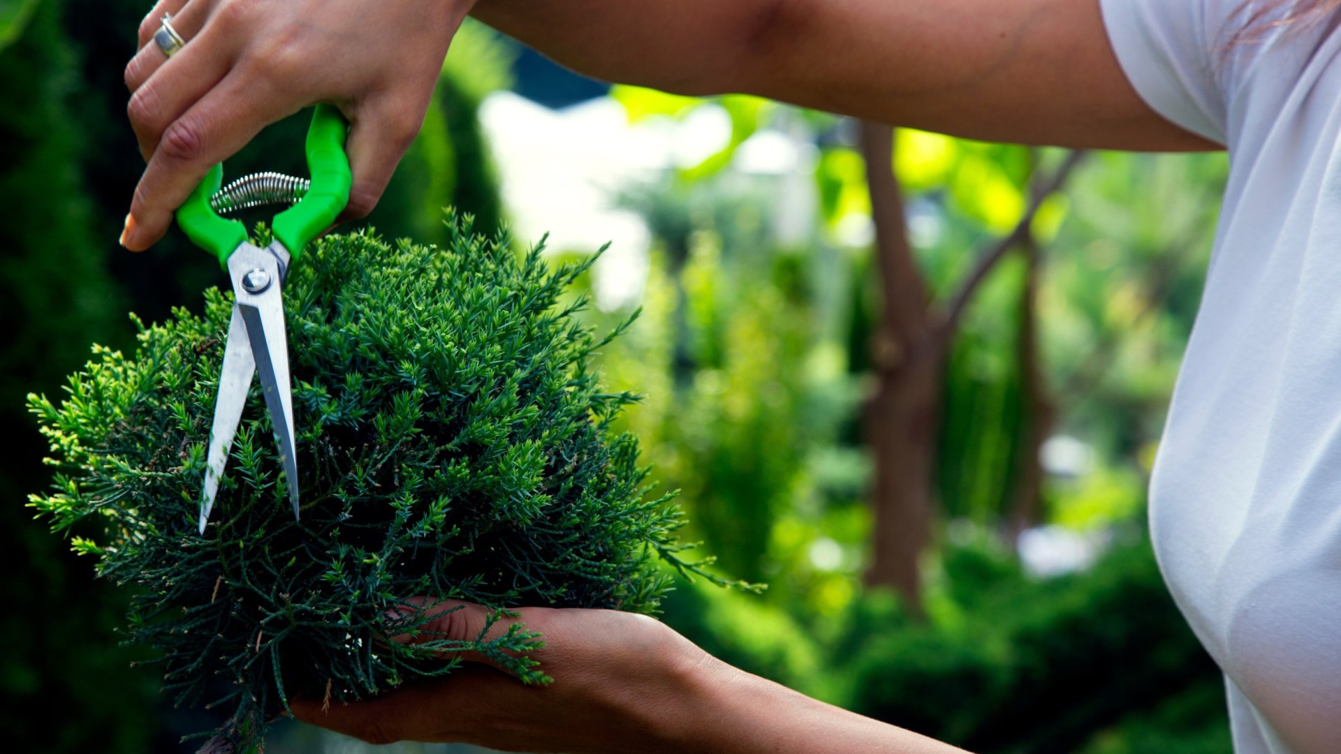 Mikor van szükség az örökzöldek trágyázására? – Így maradnak évről évre zöldek!
