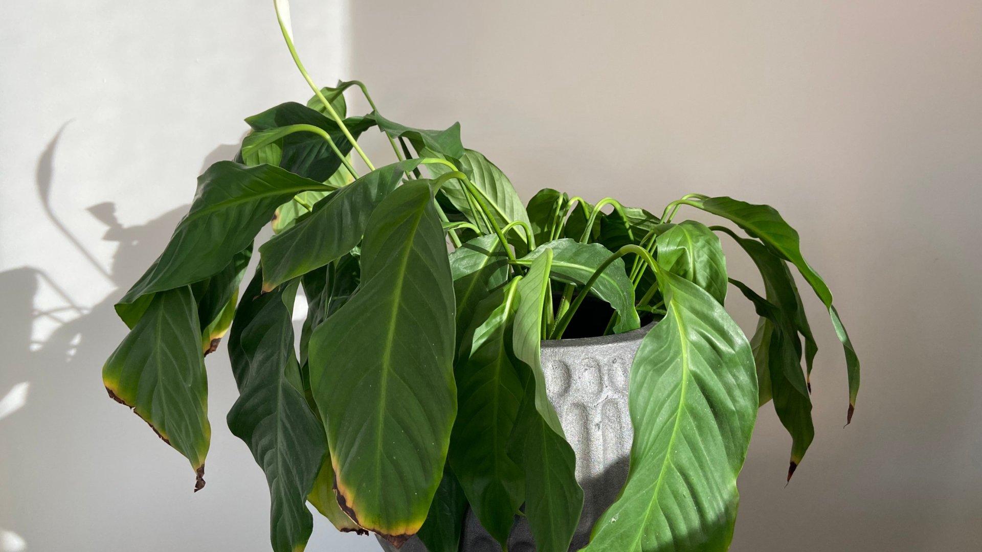 Miért kókad a vitorlavirágom? - A növényszakértőknek ez a fontos tanácsa!