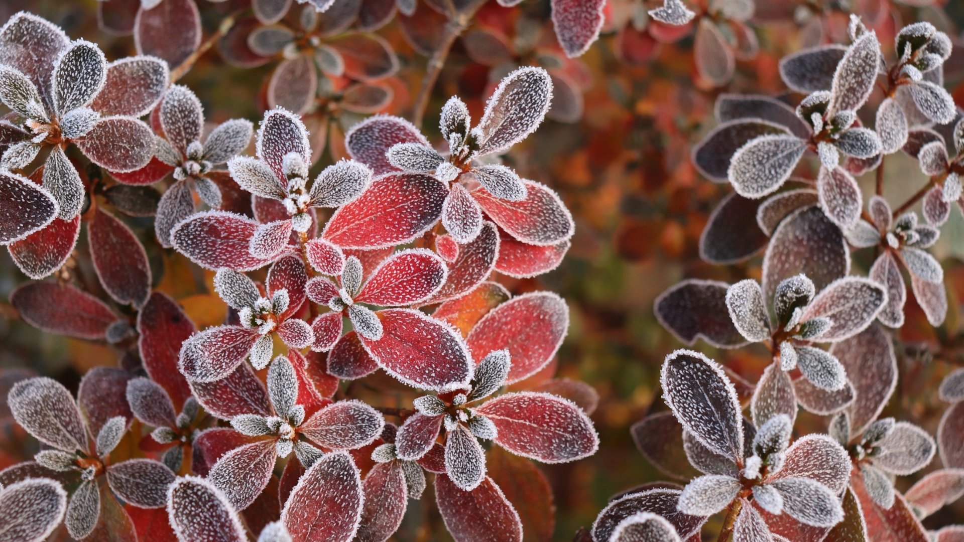 Készülj fel a télre és ezeket tedd meg mielőtt beköszöntene a hidegebb időjárás!