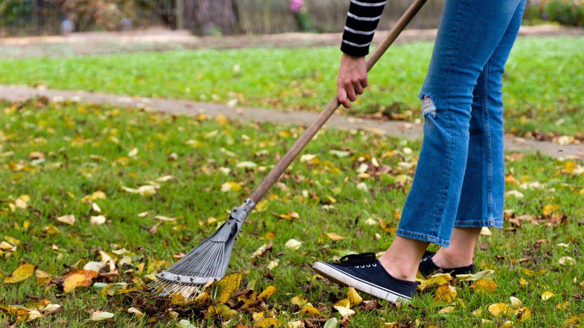 Őszi gyepápolás – 5 szakértői tipp a fű karbantartásához Őszi gyepápolás – 5 szakértői tipp a fű karbantartásához