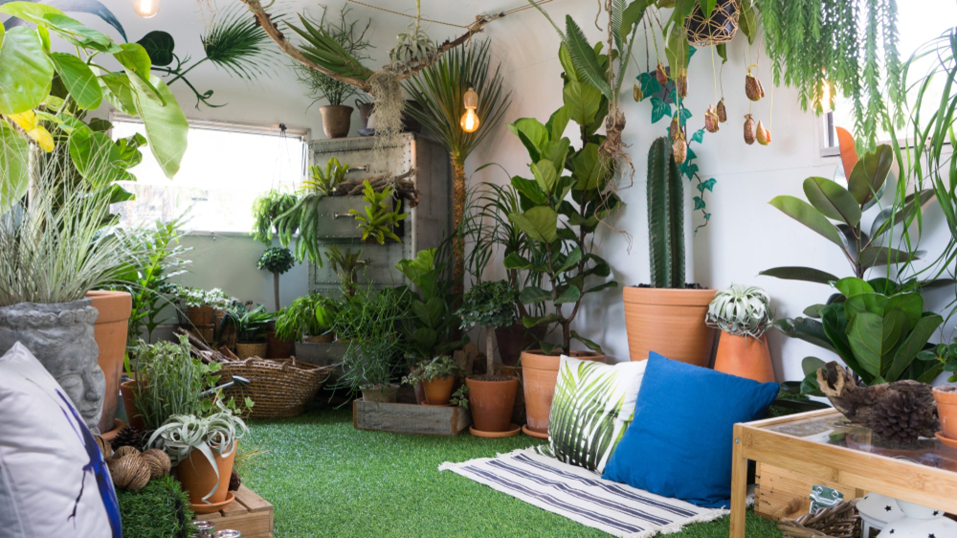 Könnyű növények beltéri termesztéshez