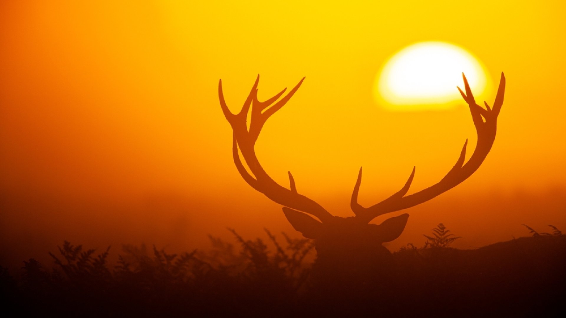 Hallgasd meg az igazi szarvasbőgést szervezett túrákon!