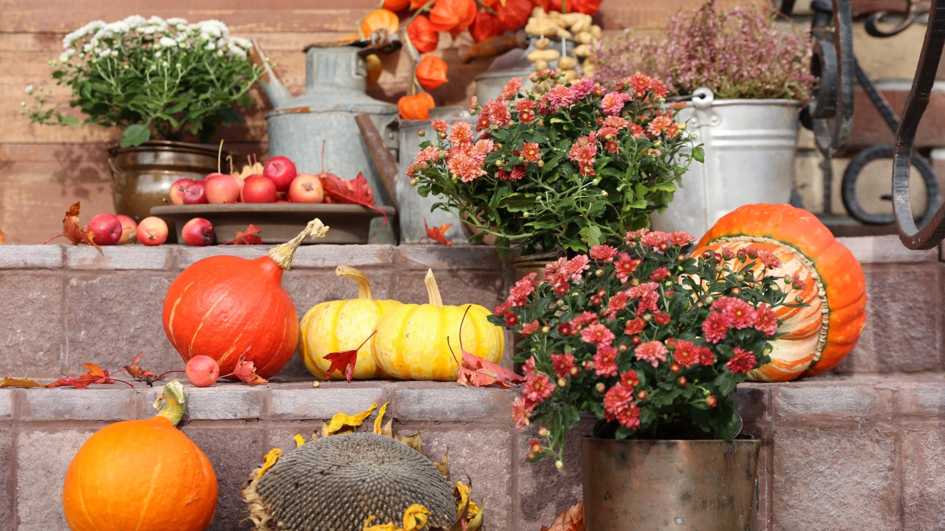 Ötletek ősziültetésekhez– 6+1 tipp az élénk őszi virágosládákért Ötletek ősziültetésekhez– 6+1 tipp az élénk őszi virágosládákért