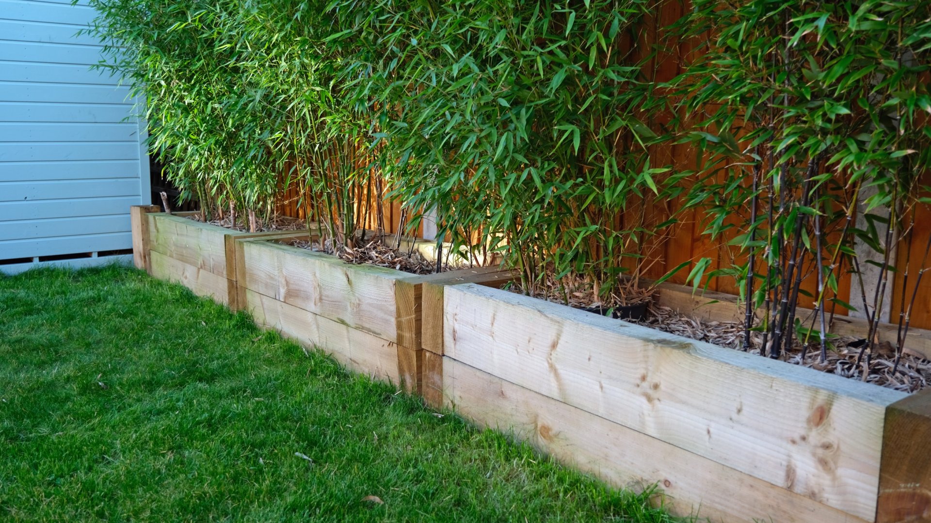 Miért kezd sárgulni a bambuszom? Szakértői megoldások bambusz gondozásához