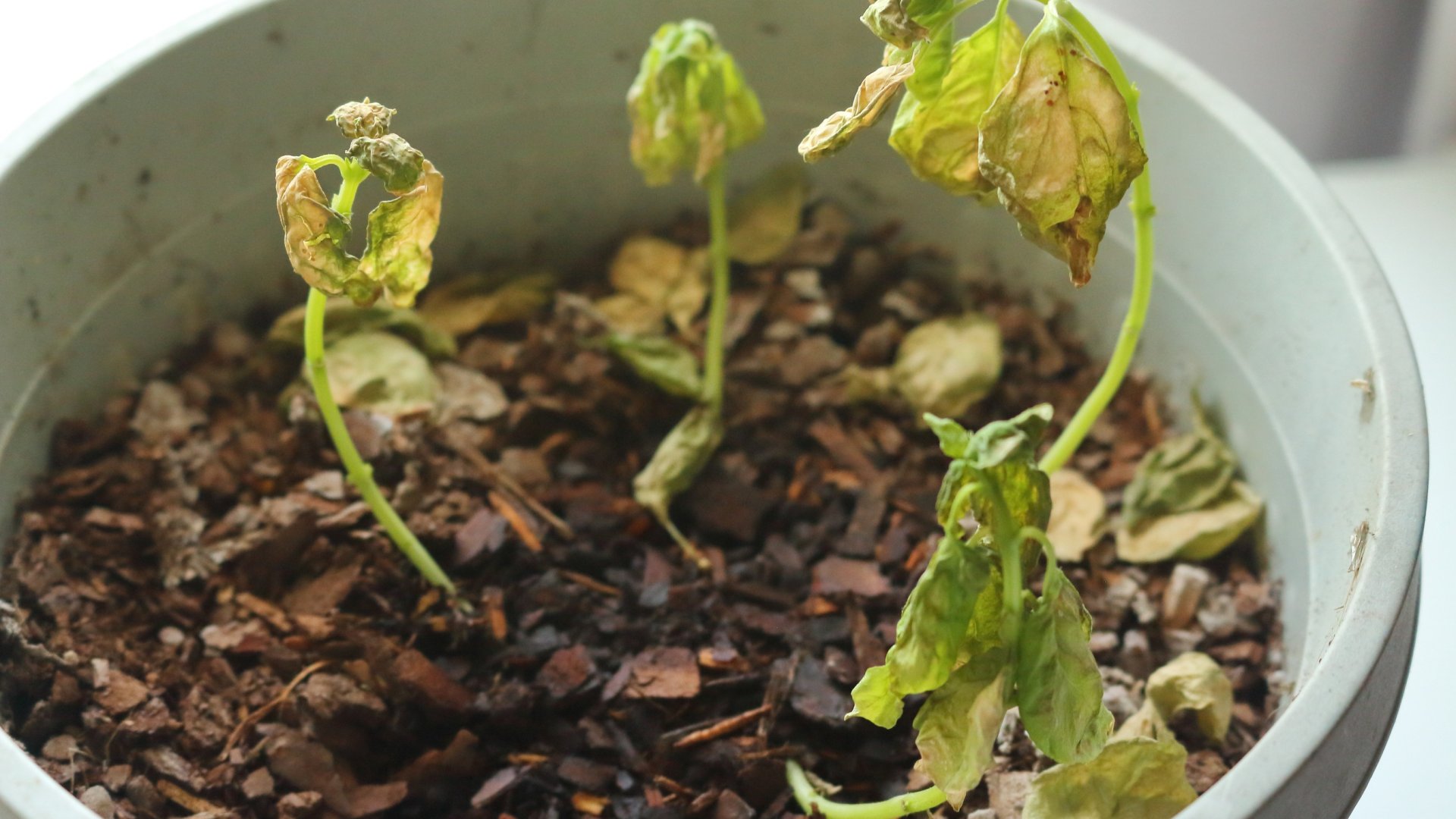 Miért fonnyad el a bazsalikom? Gyakori okok, hogy miért – és hogyan lehet orvosolni a problémát