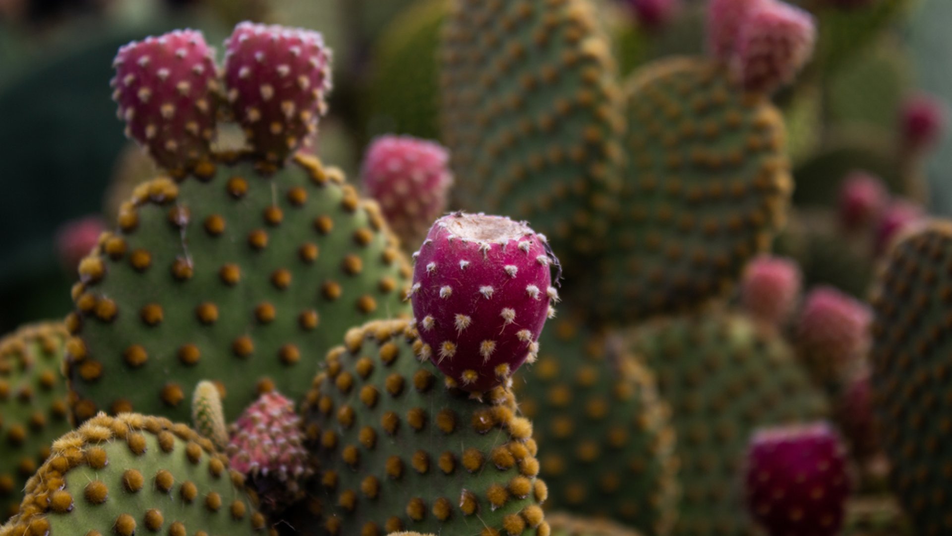 Már kaktuszok is vannak az Alföldön, veszélyesek lehetnek más növényekre