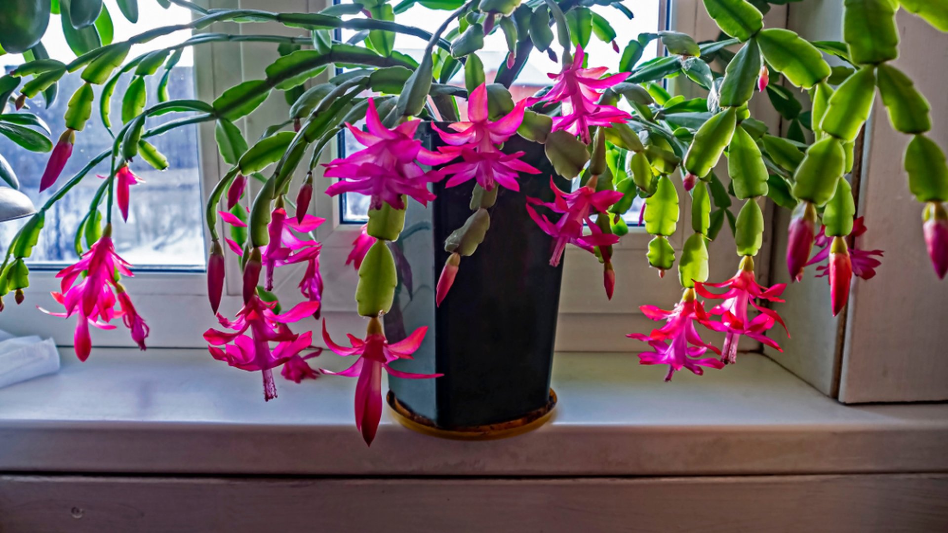 Az ünnepi kaktuszok különböző fajtái: Neked vajon karácsonyi vagy hálaadási kaktuszod van otthon?