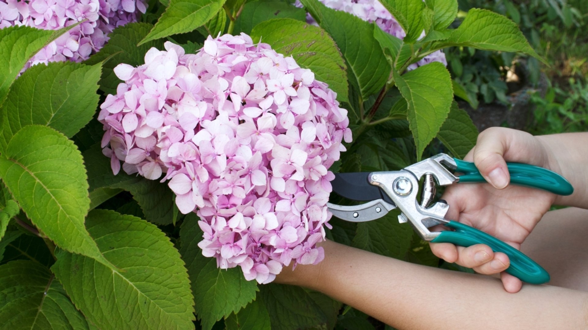 Érdemes-e ősszel megmetszeni a hortenziát?