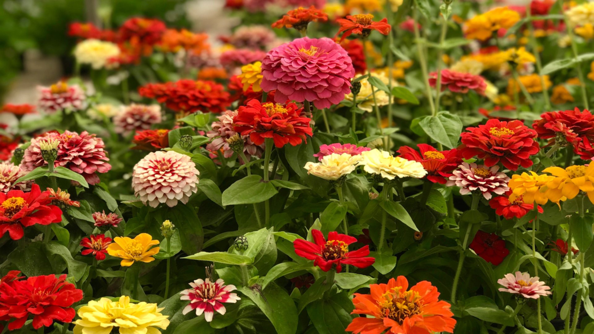 Így mentsük meg a rézvirág magvait későbbre