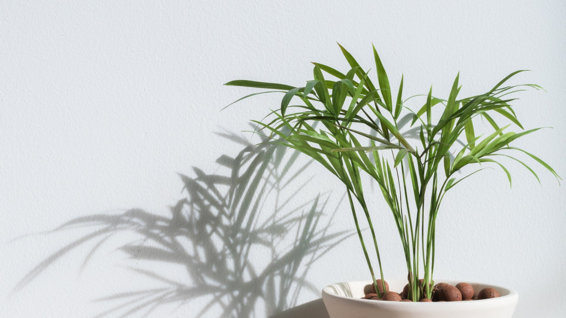 Bambuszpálma gondozása: Hogyan neveljünk bambuszpálmát