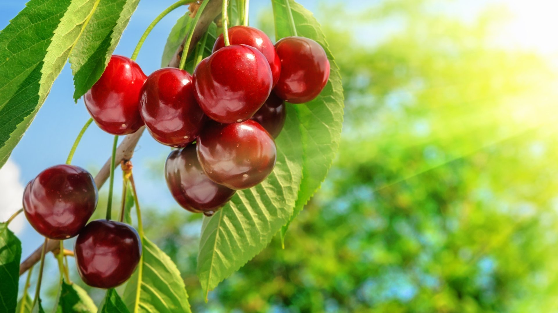 Tippek a cseresznyemag ültetéséhez: Cseresznyefa termesztés magról Tippek a cseresznyemag ültetéséhez: Cseresznyefa termesztés magról