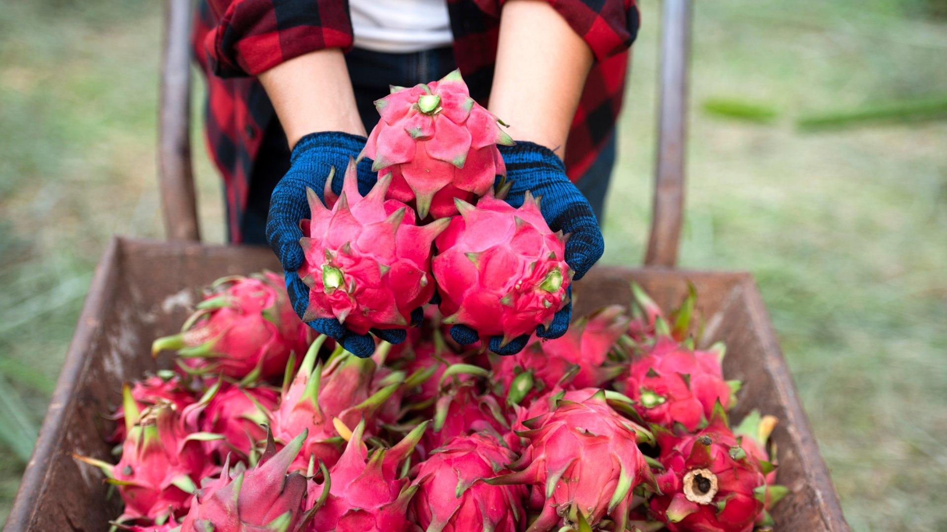 Minden, amit tudnod kell a Sárkánygyümölcsről Minden, amit tudnod kell a Sárkánygyümölcsről