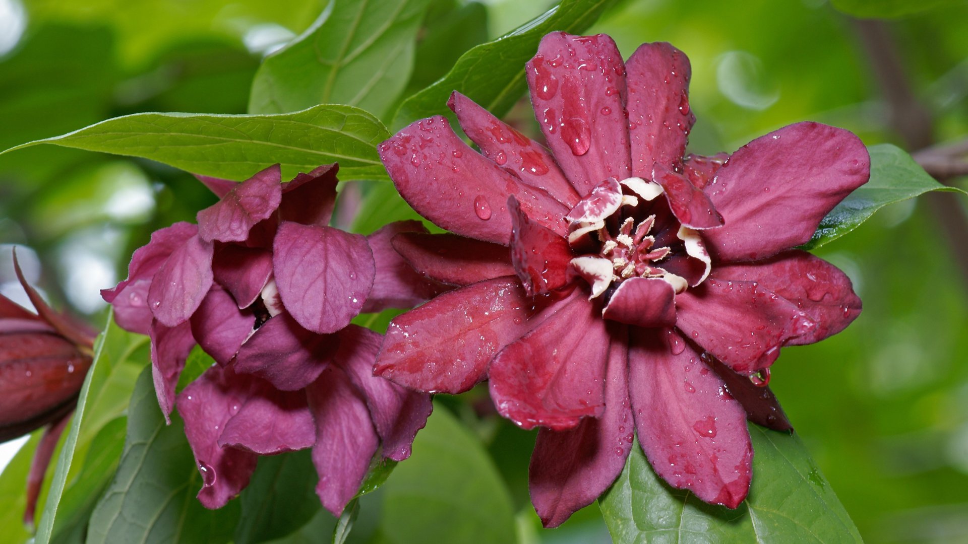 Fűszercserje – Díszes cserje, amely színesebbé varázsolja az őszi kertedet