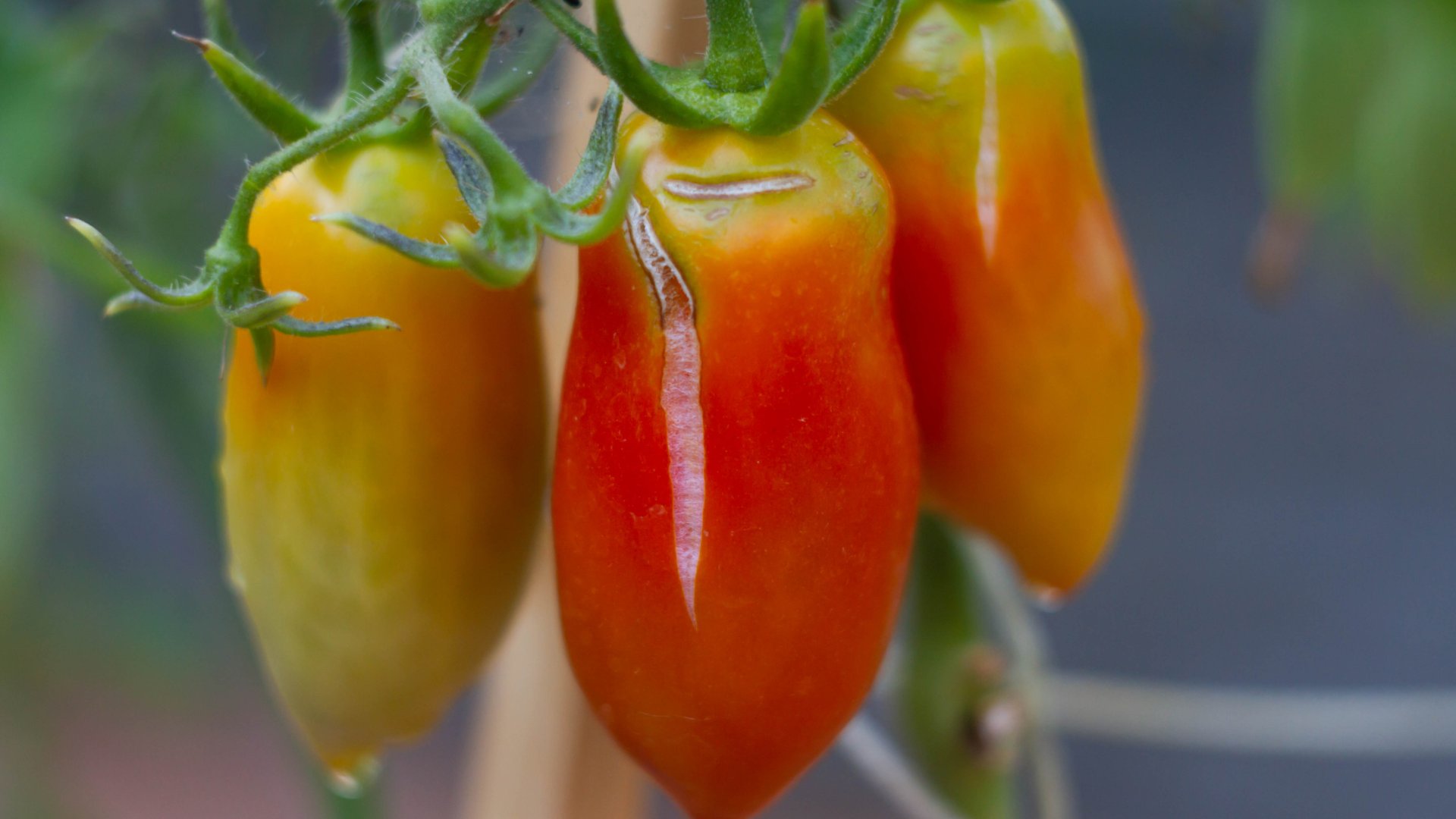 Ez az oka, a gyümölcsök szétrepedésének