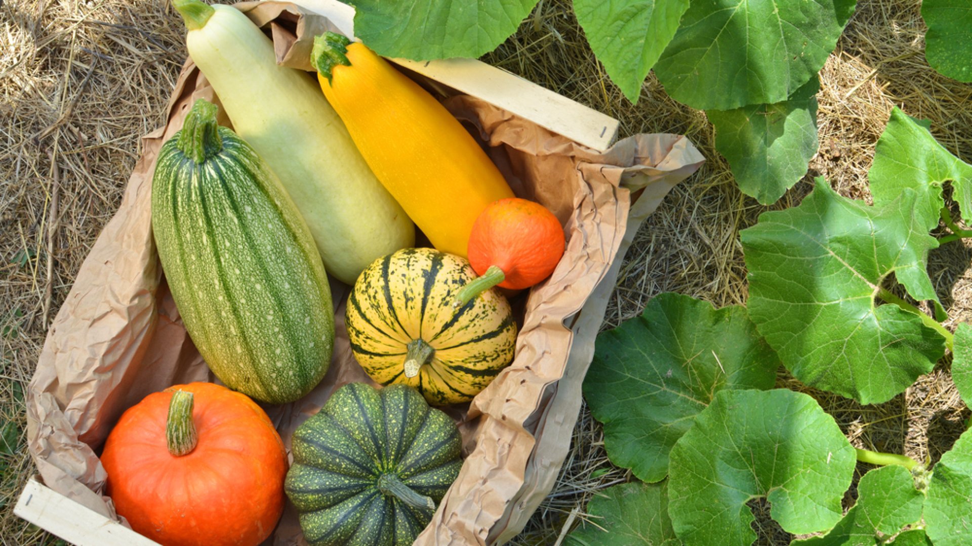 Minden, amit a tökök szüreteléséről tudni érdemes