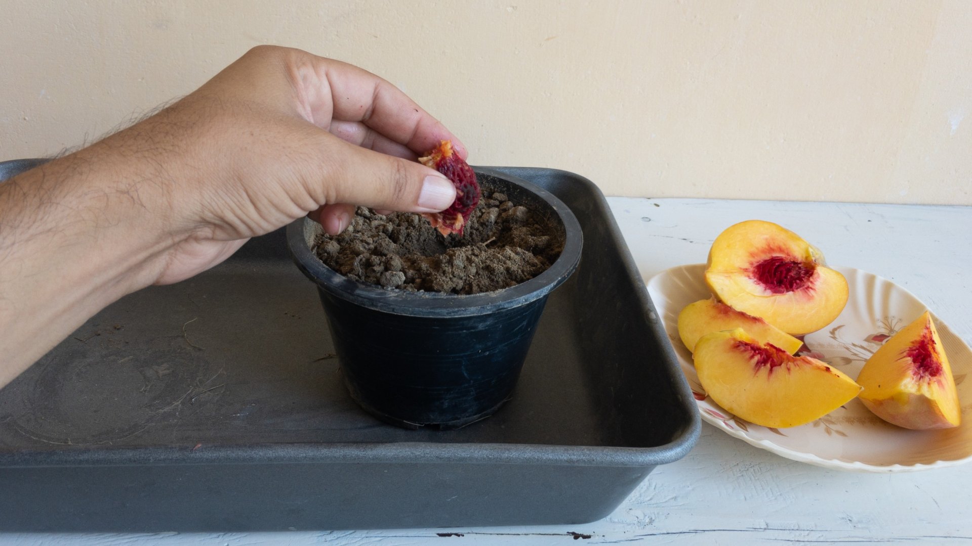 Így válhat fa az elültetett barackmagból