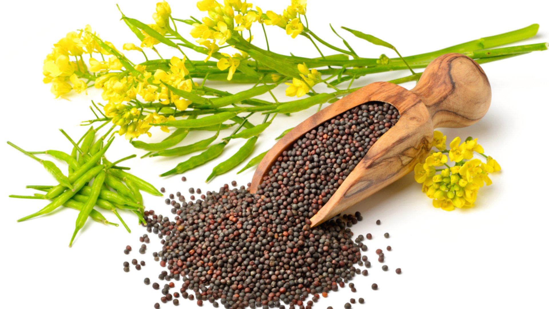 A mustármag szüretelése, tárolása és felhasználása