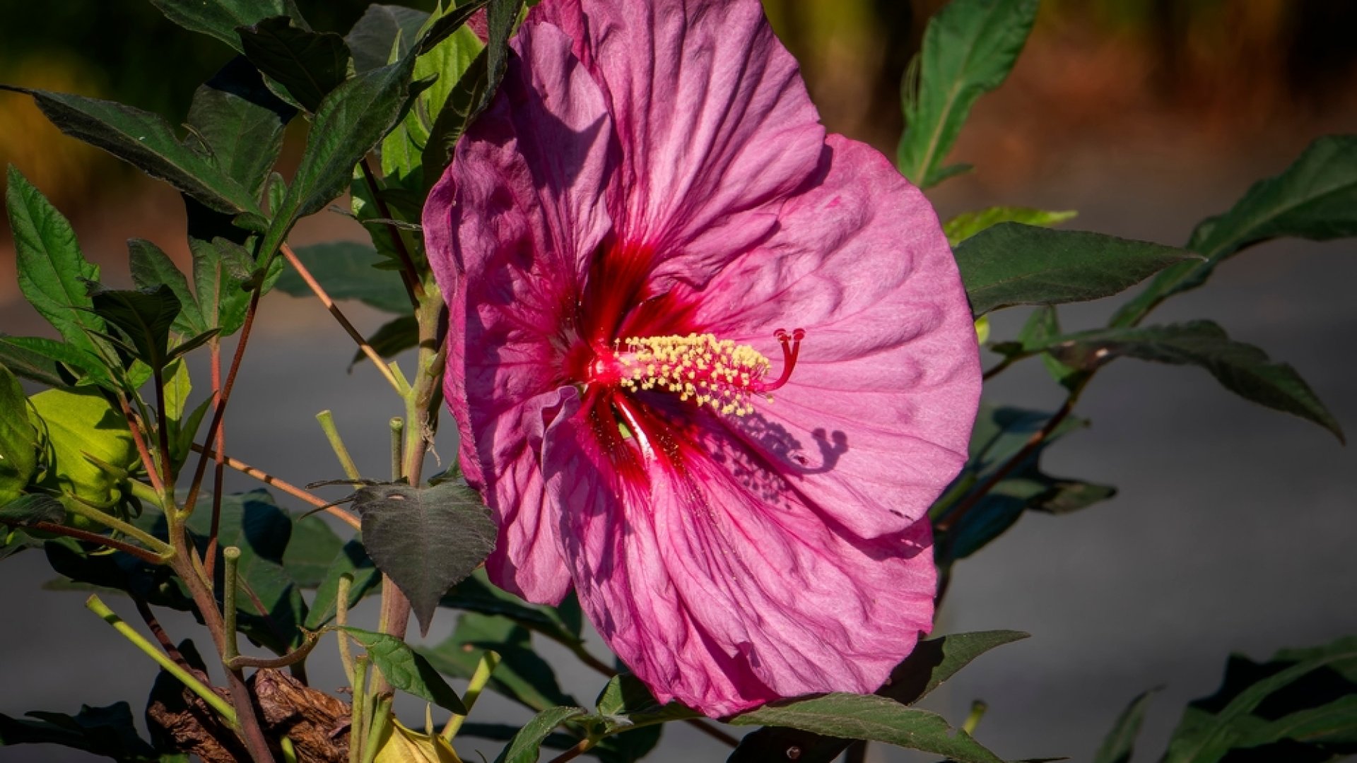 5 dolog, amit érdemes tudnod az óriás hibiszkuszról 5 dolog, amit érdemes tudnod az óriás hibiszkuszról