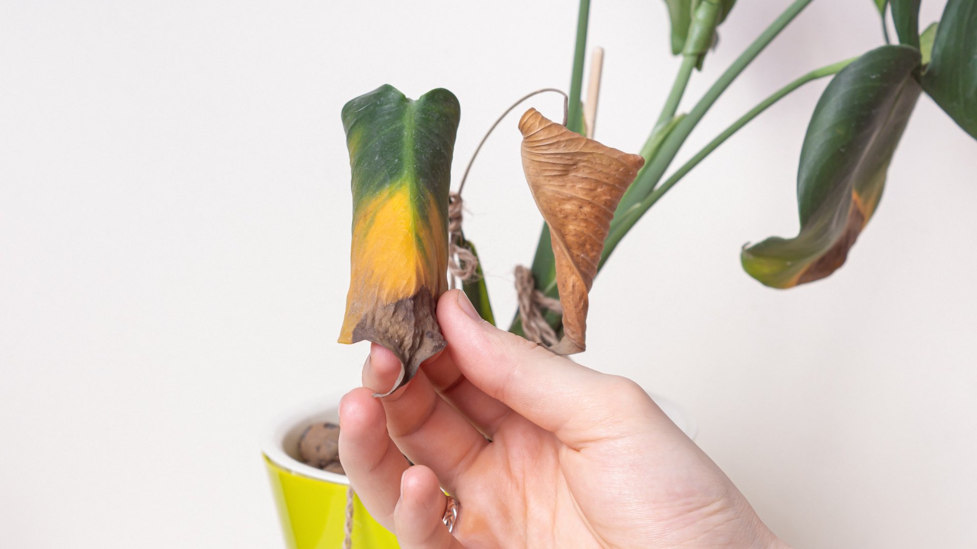 Mitől szárazak és papírszerűek a növény levelei?