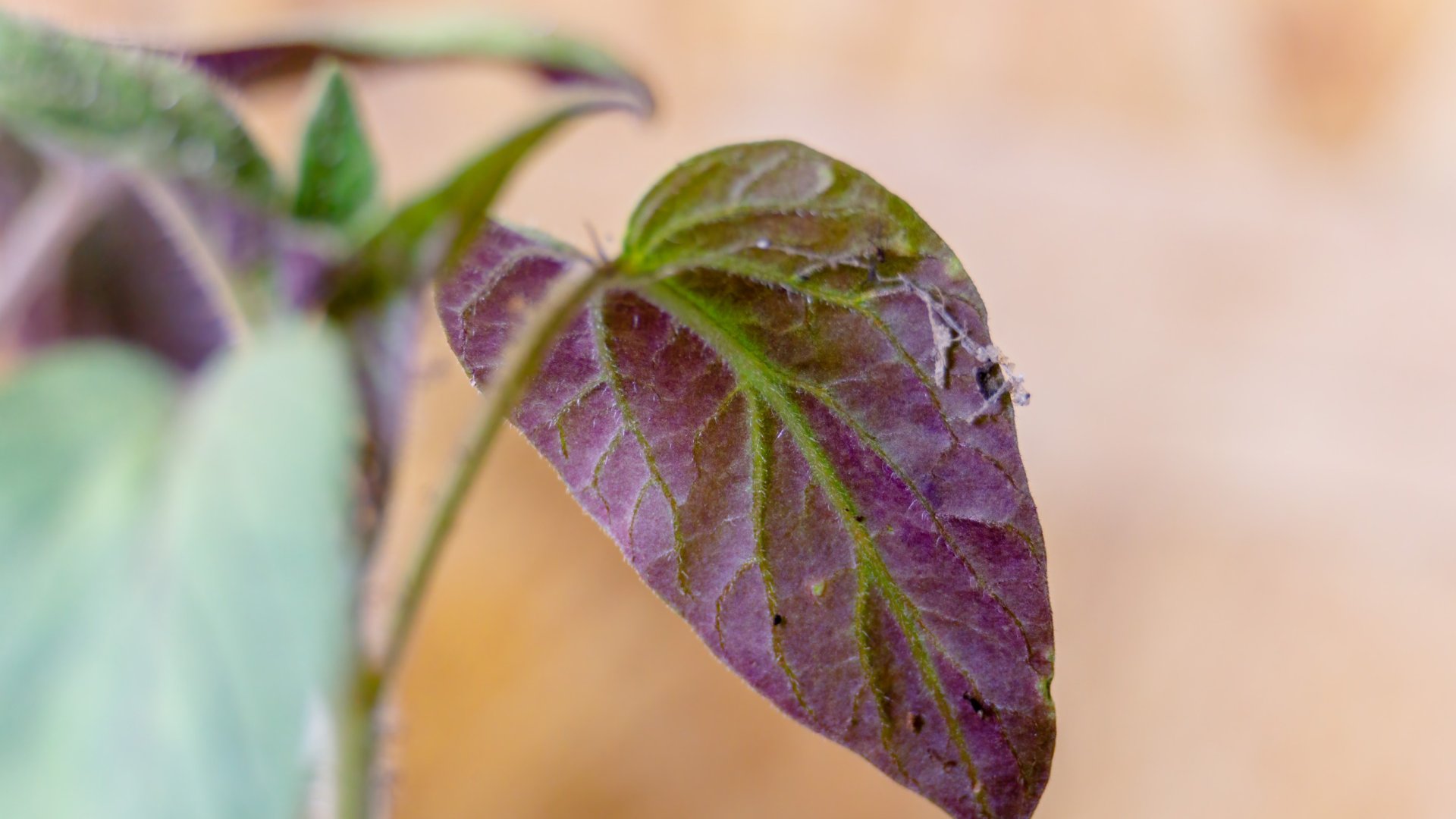 Növénybetegség: Mitől lesz lila a növény levele?
