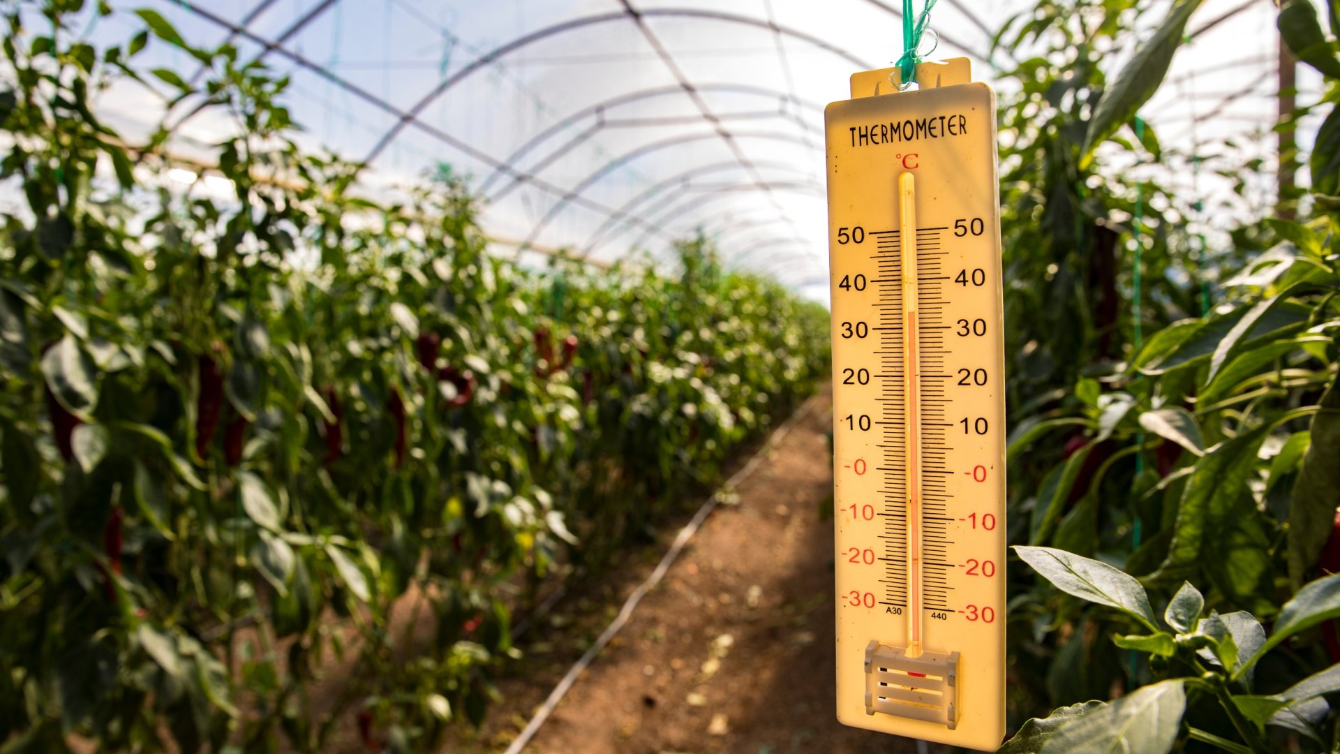 Mit tudunk tenni a nagy melegben a zöldségeinkkel?