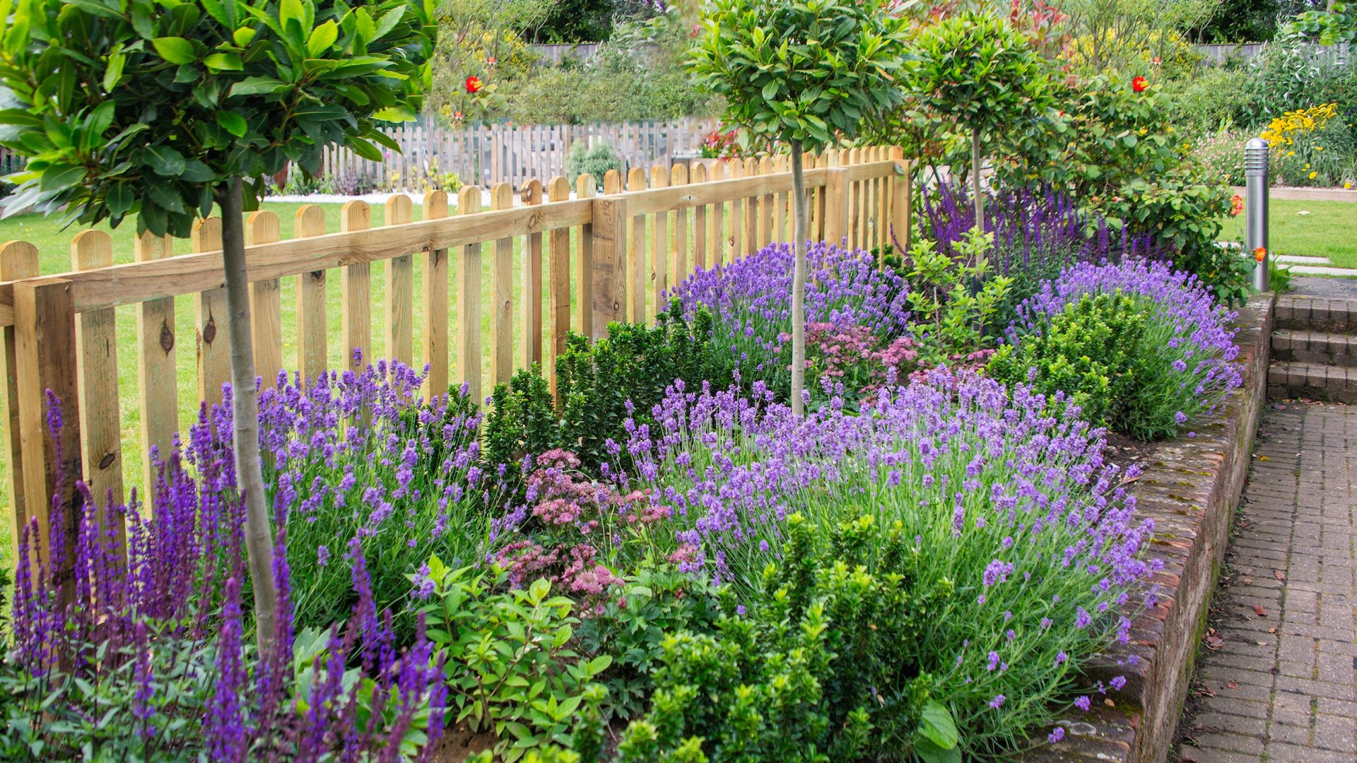 Legyen neked is saját levendulakerted!