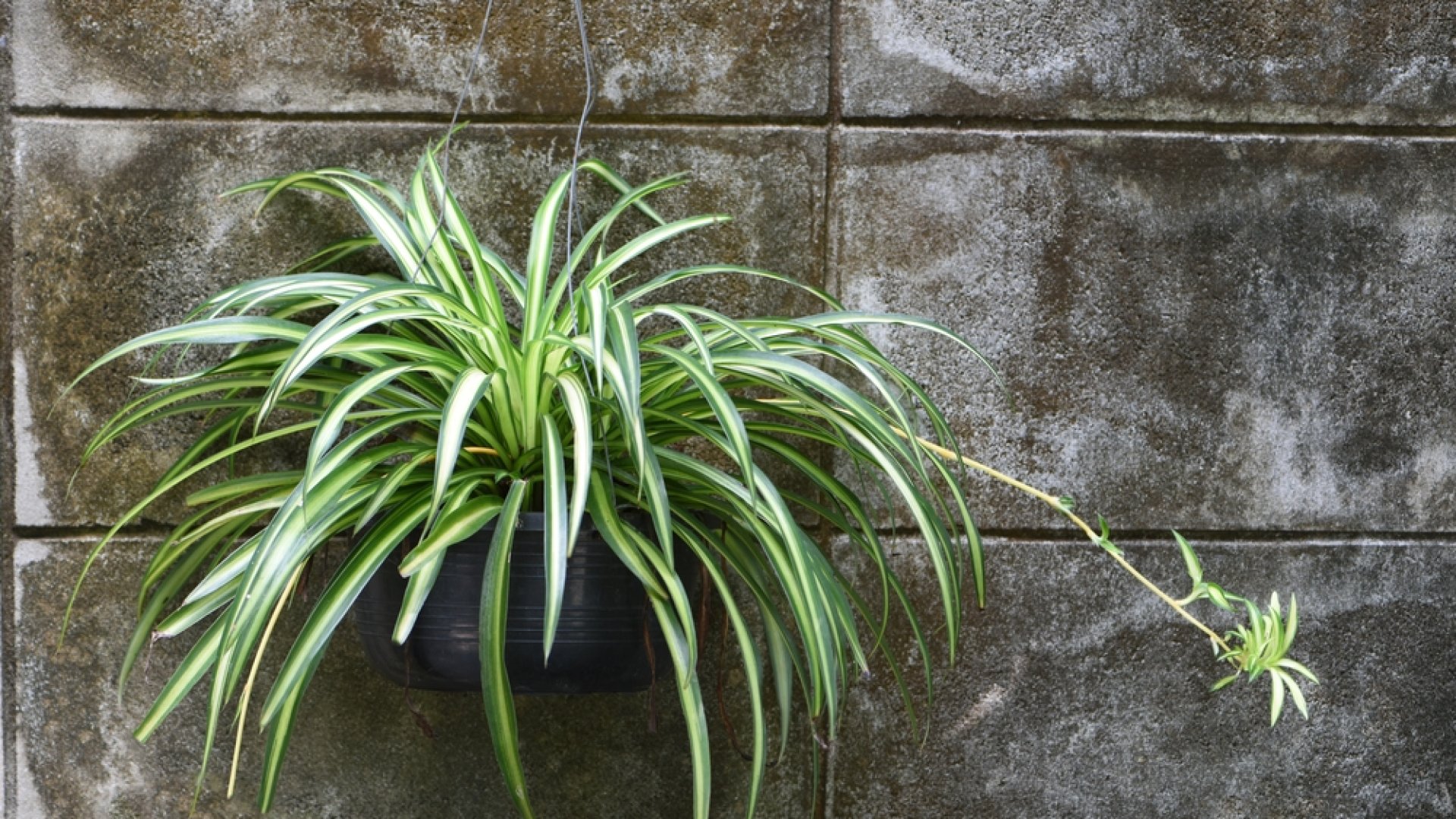 A zöldike gyökereztetése