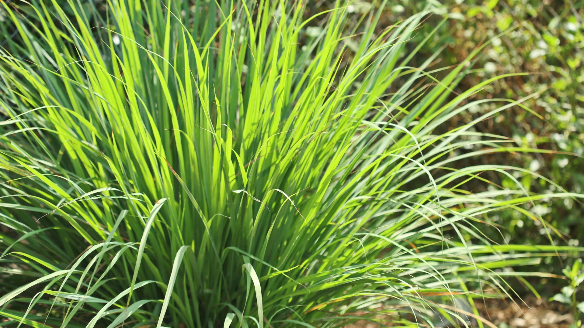 Hogyan termeszthetünk citromfüvet magról | Termesztési utasítások