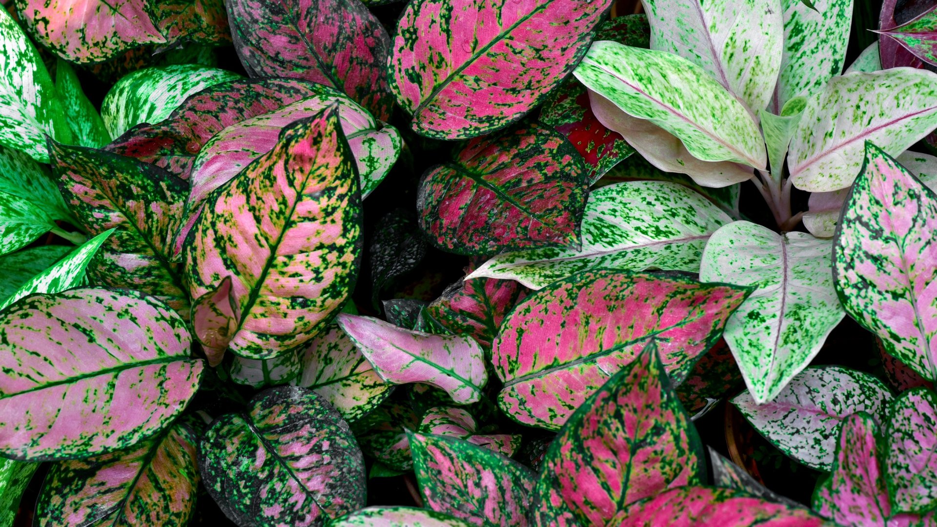 10 legjobb háromszínű Aglaonema, ami a Te lakásodat is feldobja egy kis színnel!