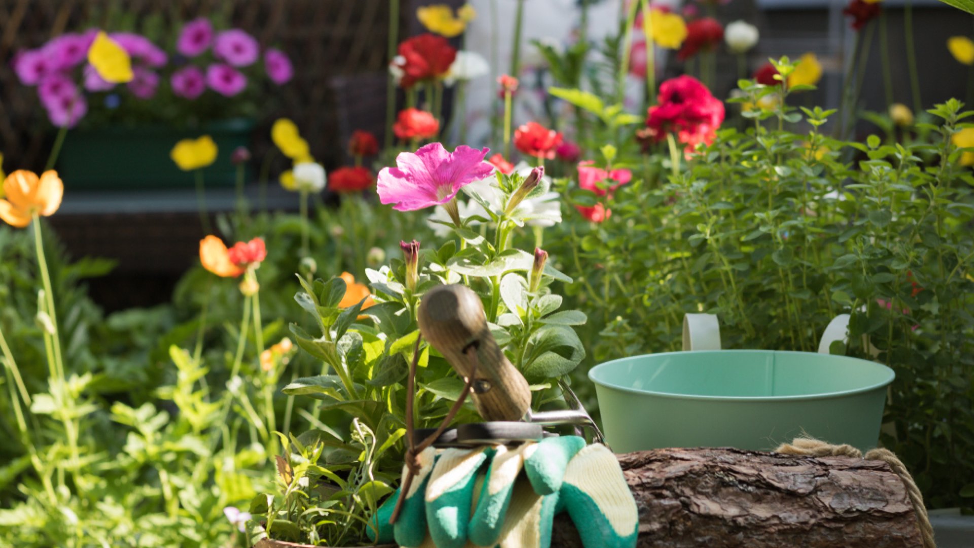 Ismerd meg a kerted részleteit
